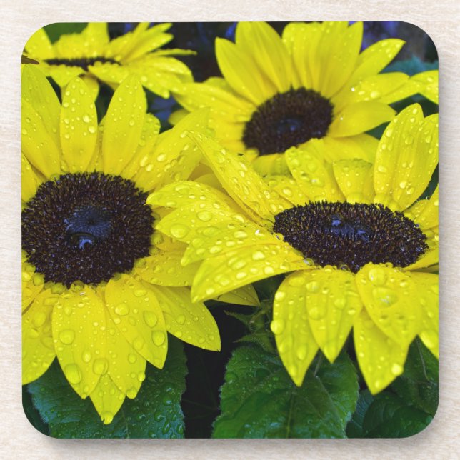 GORGEOUS GARDEN SUNFLOWERS COASTER (Front)