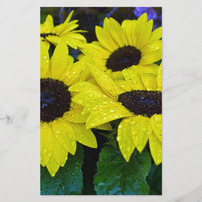 GORGEOUS GARDEN SUNFLOWERS STATIONERY (Front)