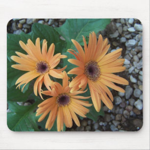 Gorgeous Gerber Daisy Mousepad