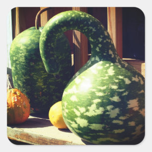 Gorgeous Giant Gourds Nature  Square Sticker