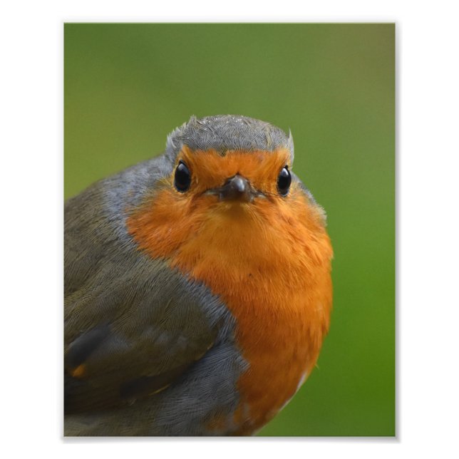 Gorgeous Good Looking Robin  Photo Print (Front)