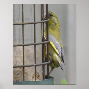 Gorgeous Greenfinch Print