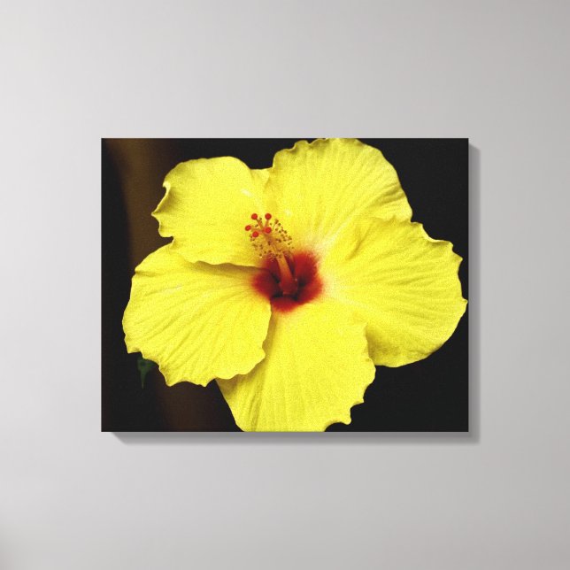 Gorgeous Hibiscus Chinese Rose Blooming Flower Canvas Print (Front)