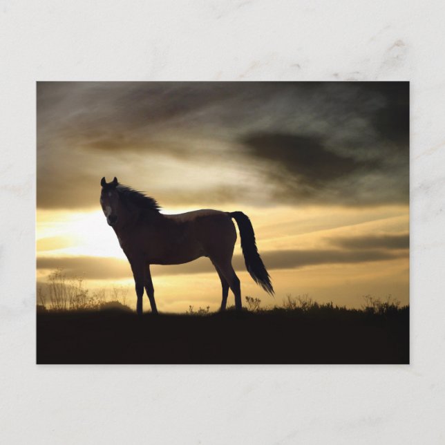 Gorgeous Horse in Sunset Postcard (Front)