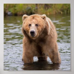 Gorgeous kodiak brown bear poster