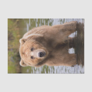 Gorgeous Kodiak Brown Bear Tissue Paper