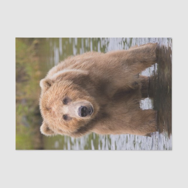 Gorgeous Kodiak Brown Bear Tissue Paper (Front)