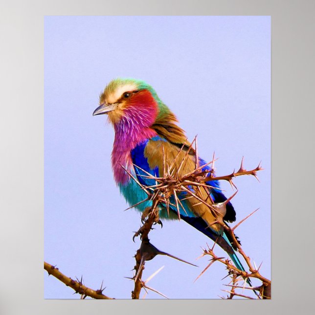 Gorgeous Lilac-Breasted Roller African Bird Poster (Front)