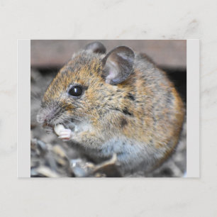 Gorgeous Little Mouse  Postcard