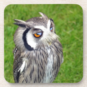 Gorgeous Little Owl Coaster