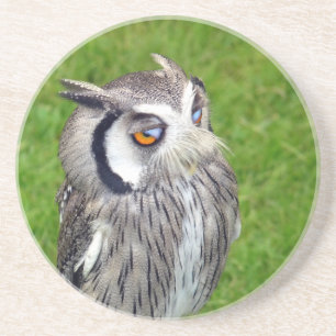 Gorgeous Little Owl Coaster