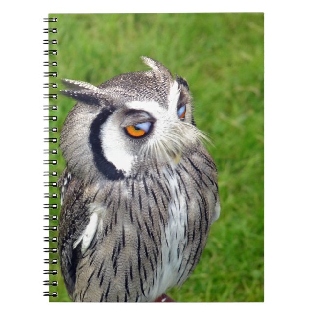 Gorgeous Little Owl Notebook (Front)