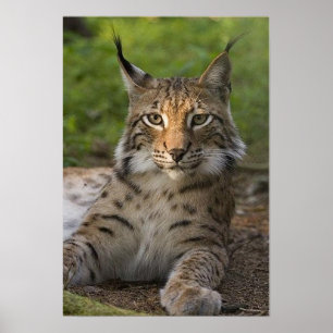 gorgeous lynx resting poster