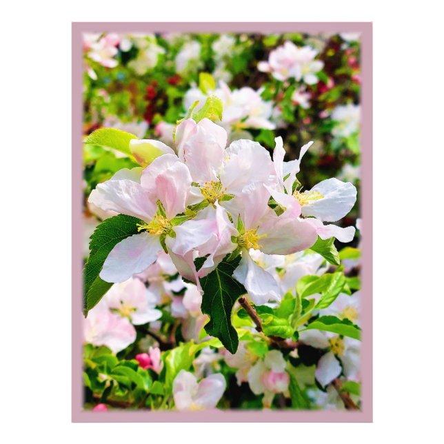 Gorgeous Malus asiatica Photo Print (Front)