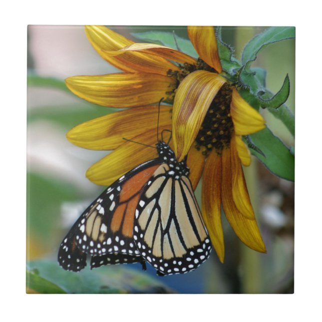 Gorgeous Monarch Butterfly on Sunflower Tile (Front)