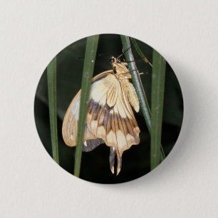 Gorgeous Moth Button