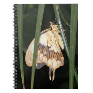Gorgeous Moth Notebook