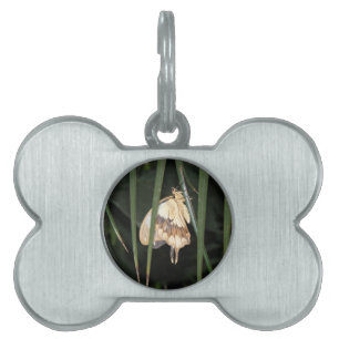Gorgeous Moth Pet Tag
