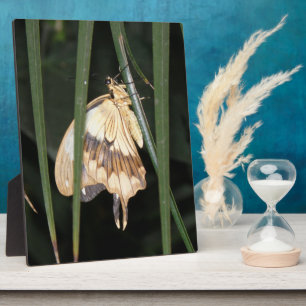 Gorgeous Moth Plaque
