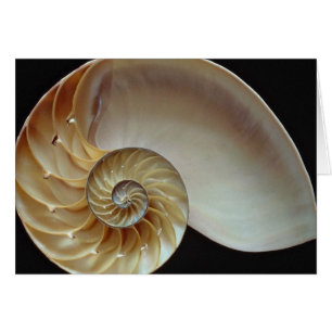 Gorgeous Nautilus shell