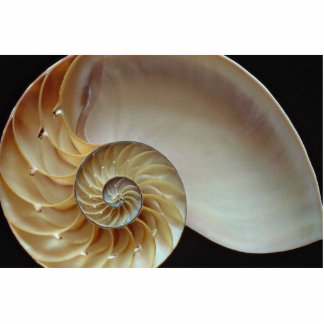 Gorgeous Nautilus shell Standing Photo Sculpture