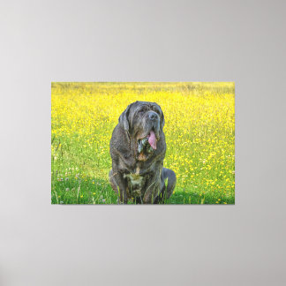 Gorgeous Neapolitan Mastiff  Canvas Print