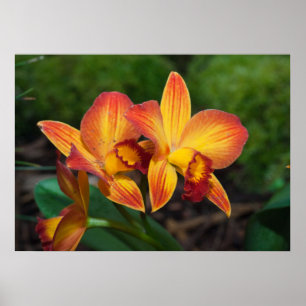 Gorgeous Orange Yellow Rhyncattleanthe Orchid Poster