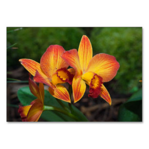 Gorgeous Orange Yellow Rhyncattleanthe Orchid Table Number