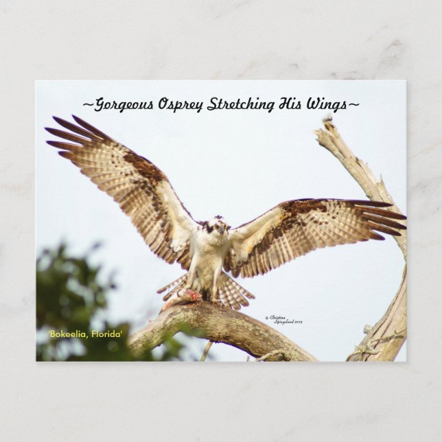 Gorgeous Osprey hawk Florida Postcard (Front)