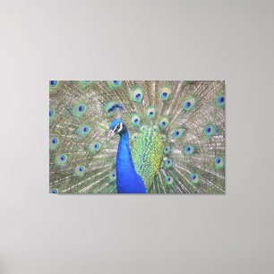 Gorgeous Peacock Canvas Print