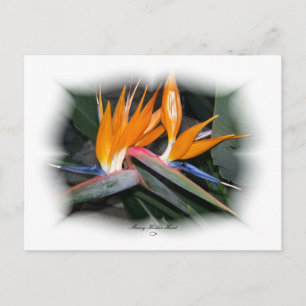 Gorgeous Petals 29 Postcard