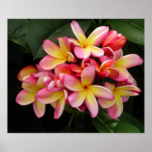 Gorgeous Pink and Yellow Plumeria Poster
