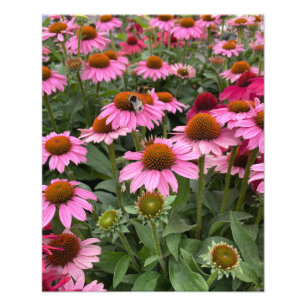 Gorgeous Pink Echinacea Flowers and Bee   Photo Print