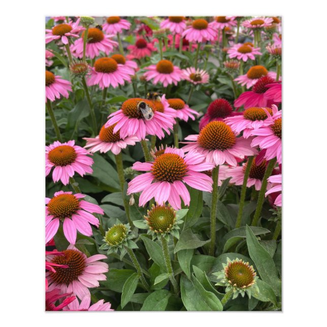 Gorgeous Pink Echinacea Flowers and Bee   Photo Print (Front)