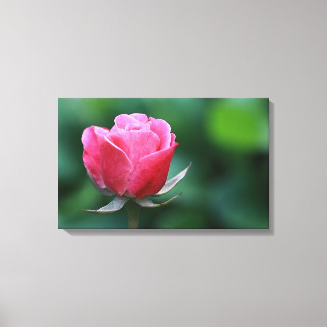 Gorgeous Pink / Red Rose Stretched Canvas Print (Front)