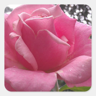Gorgeous pink rose flower in bloom! square sticker