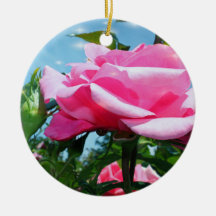 Gorgeous pink rose in blue sky. Valentine's Day