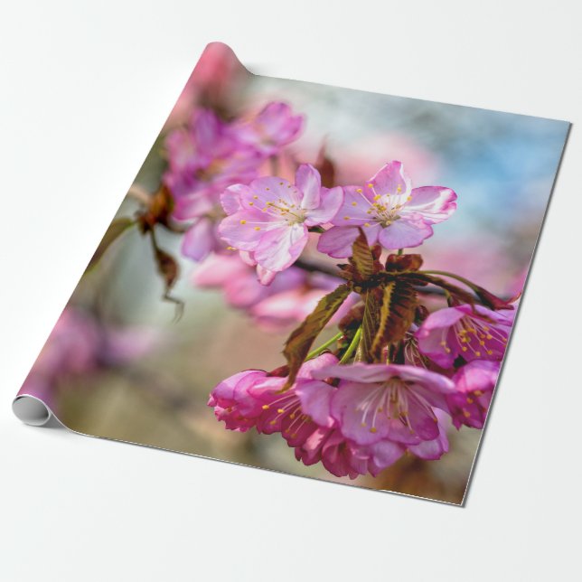 Gorgeous Pink Sakura Flowers Wrapping Paper (Unrolled)