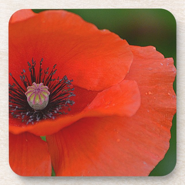 Gorgeous Poppy Coaster (Front)