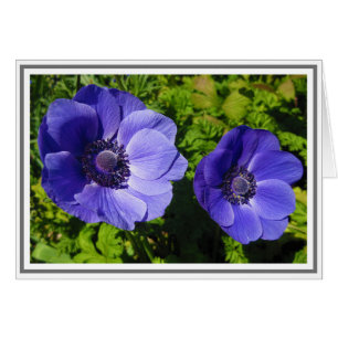 Gorgeous Purple Poppy Photograph Blank Note Cards