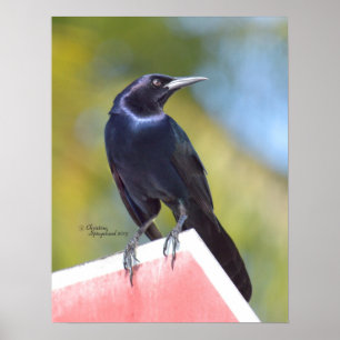 Gorgeous raven crow bird Poster or Print
