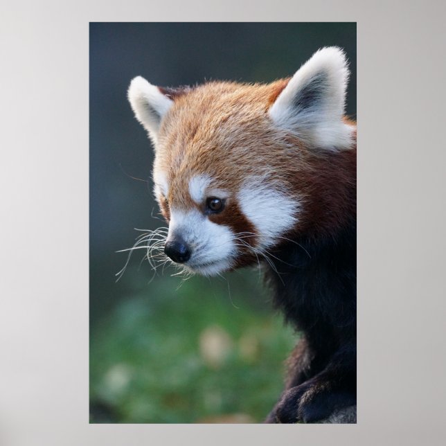 Gorgeous red panda portrait poster (Front)