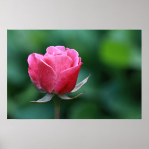 Gorgeous Red / Pink Rose Poster