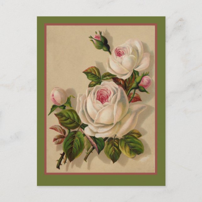 Gorgeous Redoute White Roses Postcard (Front)