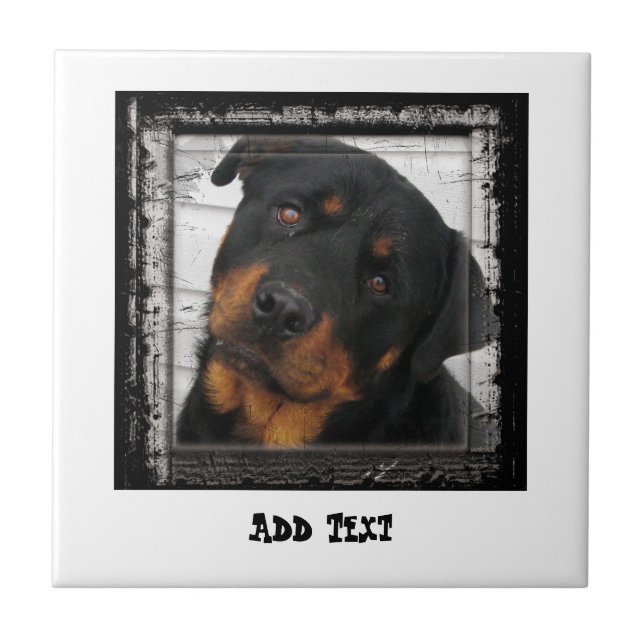 Gorgeous Rottweiler Dog face personalised Tile (Front)