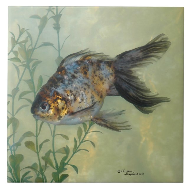 Gorgeous Ryukin Calico Goldfish Tile (Front)