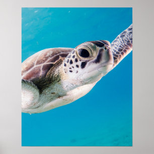 Gorgeous Sea Turtle Swimming in the Ocean Poster
