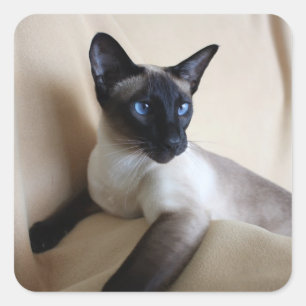 Gorgeous Siamese Cat Face Square Sticker
