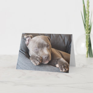 Blue hotsell staffy gifts