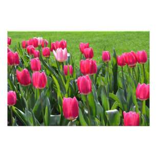 gorgeous spring pink tulip flowers photo print